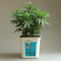 Preview: Grow Bucket super Soil mineralic